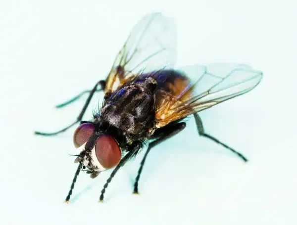 Horse Fly vs House Fly: Key Differences You Should Know