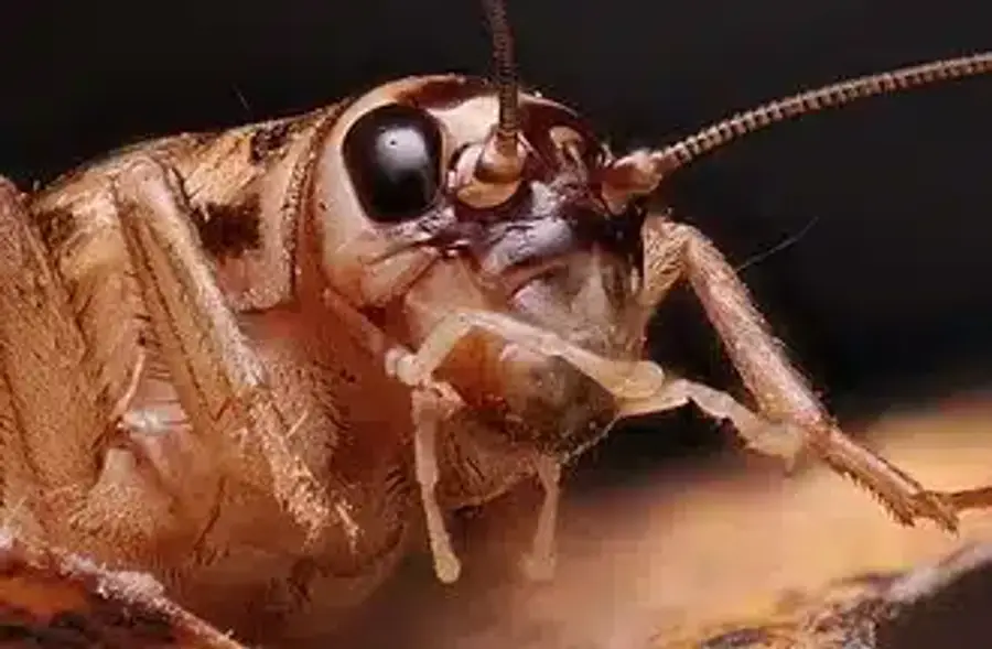 Close-up of a cricket's head