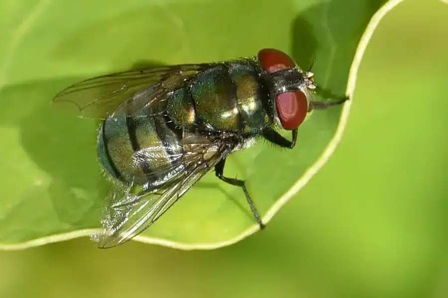 Close-up of a fly on a leaf