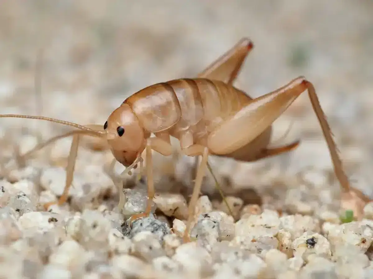 Close-up side view of greenhouse camel cricket