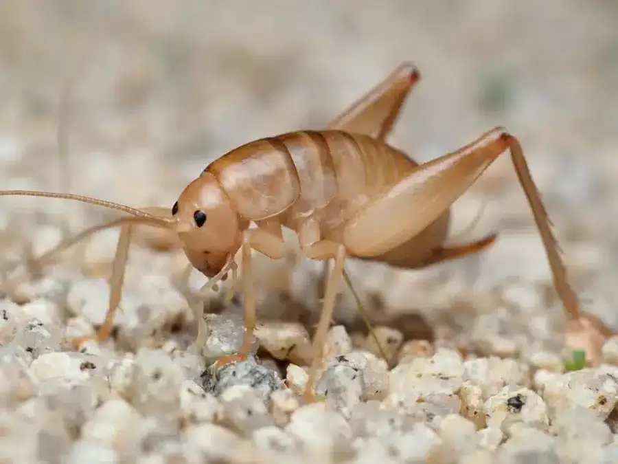 Close-up side view of camel cricket for identification