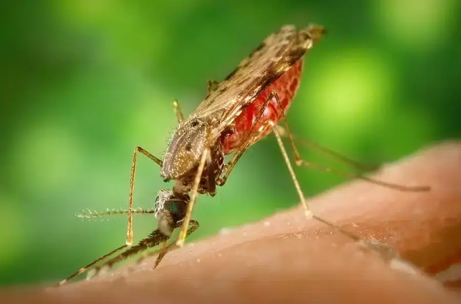 Close-up of mosquito on skin
