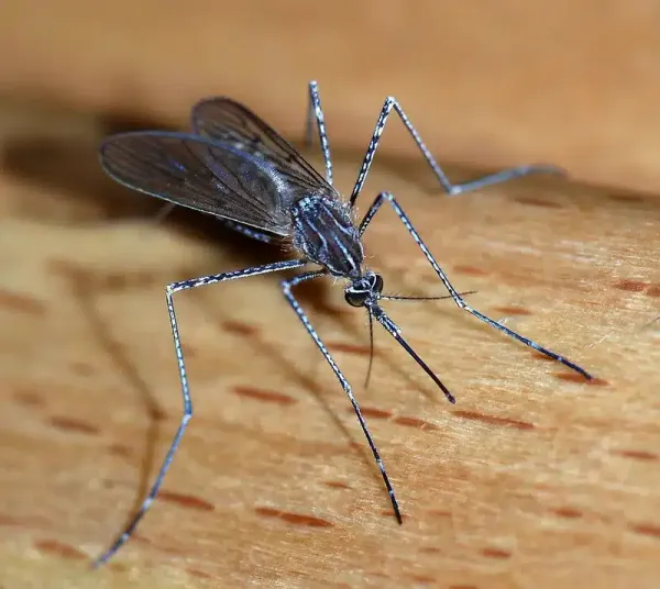 Common Mosquito Types in DC: How to Identify Local Species