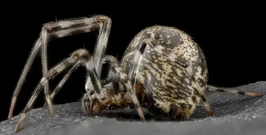 Close-up of a spider on black background