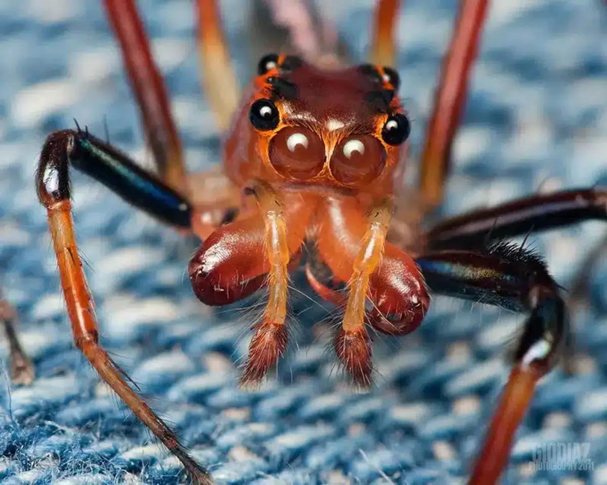 Close-up of a red spider on blue fabric