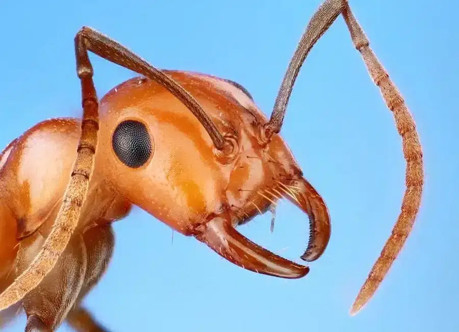 Close-up of wood ant head