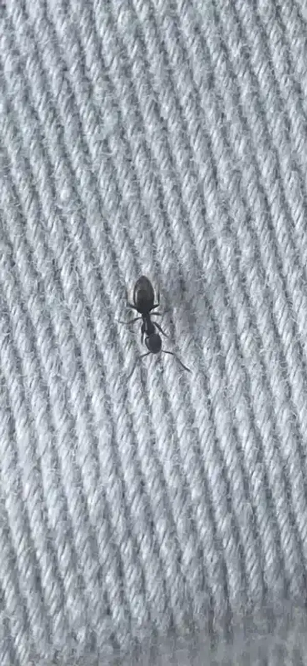 Ants in Dishwasher? Complete Removal & Prevention Guide