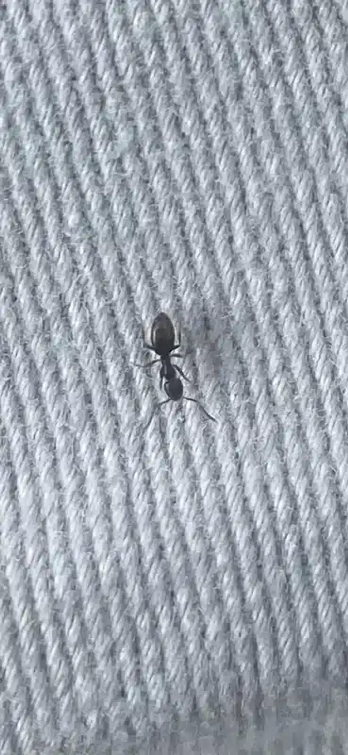 Close-up photo of a single black ant on a light fabric surface