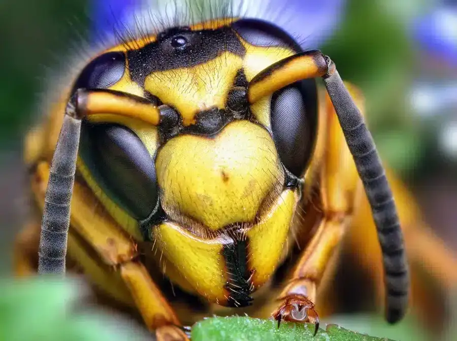 Close-up of a yellow jacket wasp