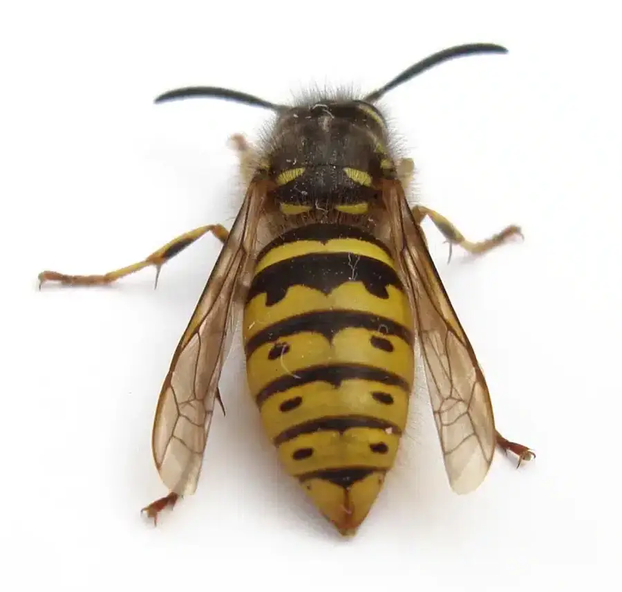 Close-up of a yellow jacket wasp