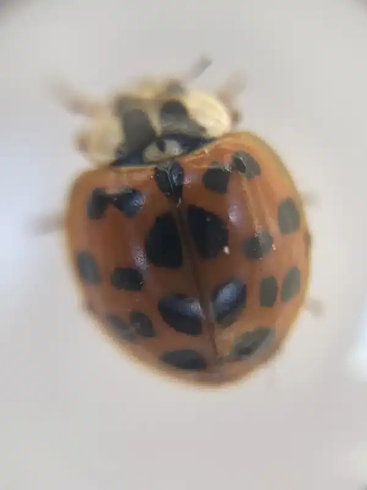 Close-up showing Asian lady beetle M marking