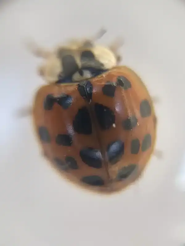 Bugs That Look Like Ladybugs But Aren't: ID Guide & Solutions