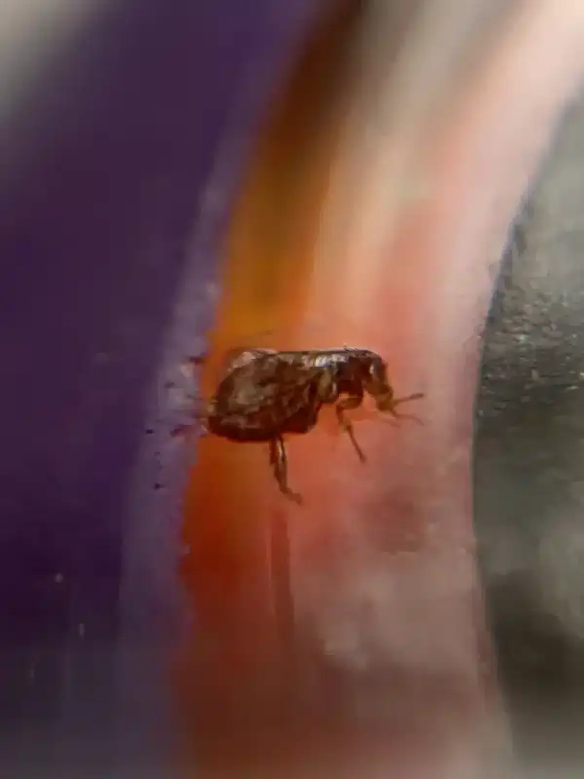 Close-up of a flea showing its body shape and jumping legs