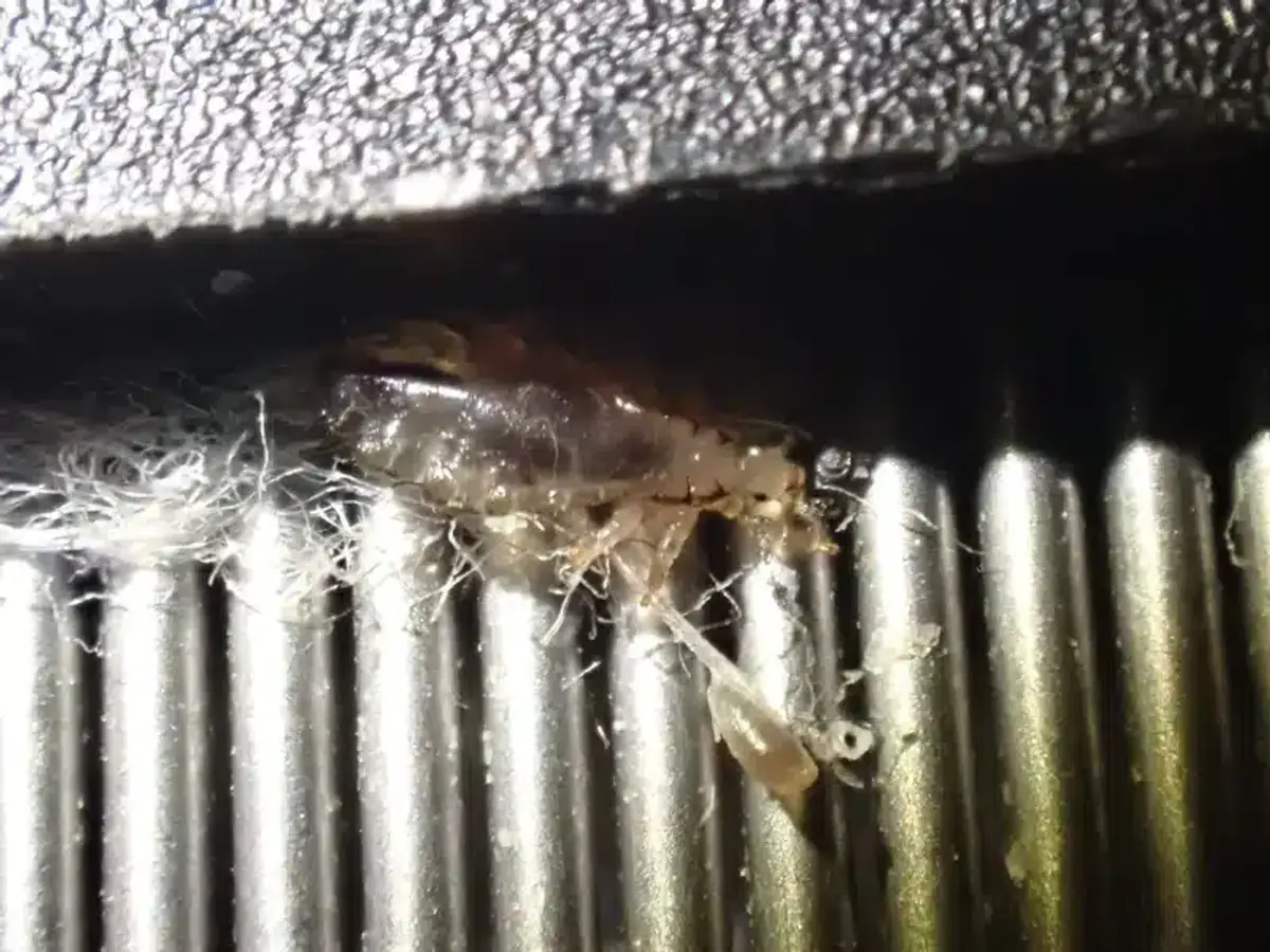 Close-up of a flea nestled within pet fur and carpet fibers - use this if you need an image of what a flea actually looks like to compare to other common parasites in hair.
