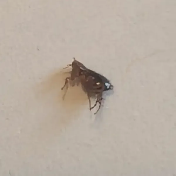 Do Fleas Live in Human Hair? Discover Flea Facts & Removal