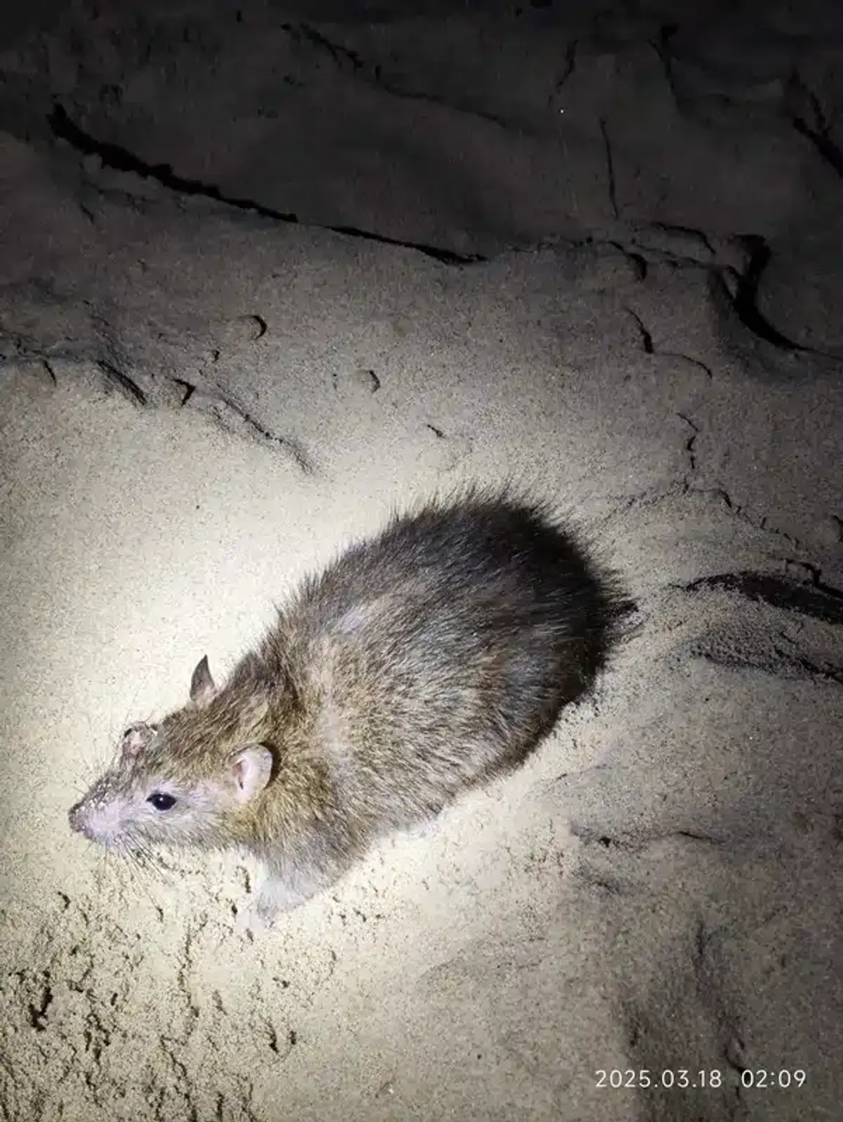 Close-up of a rat photographed at night