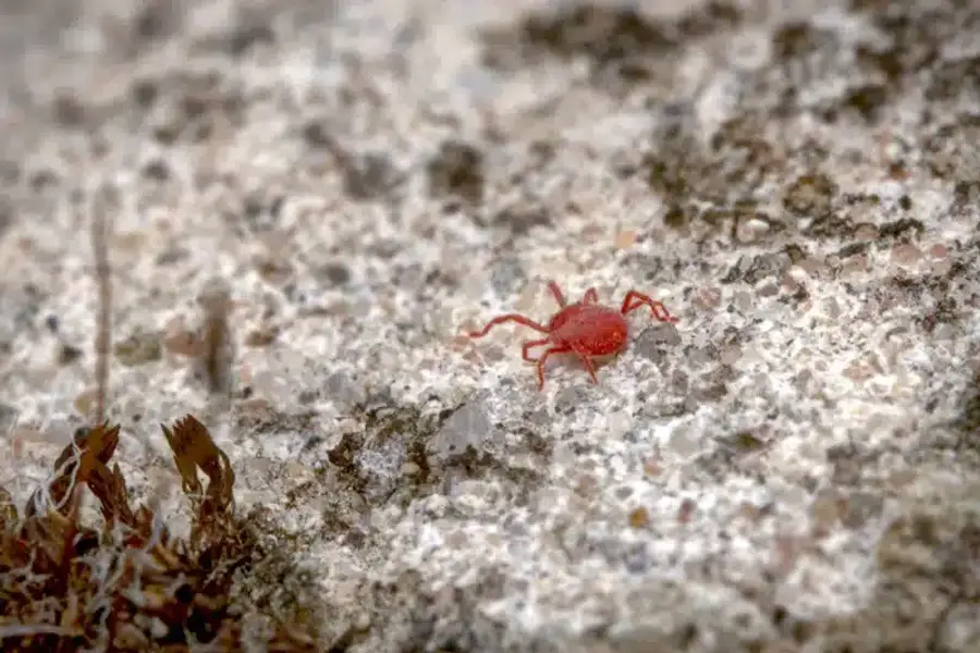 Close-up of tiny red mite on stone surface showing body and leg structure