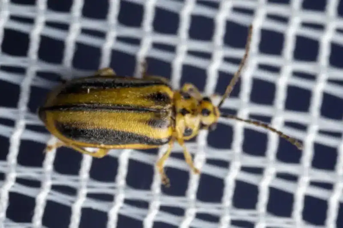 Close-up of elm leaf beetle showing distinctive yellow-green color with black stripes