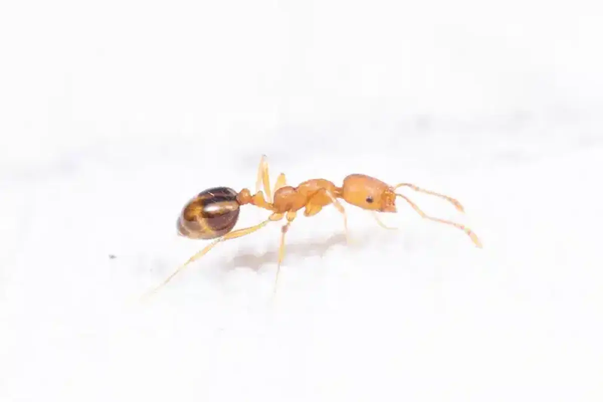 Extreme closeup of an orange sugar ant with striped abdomen