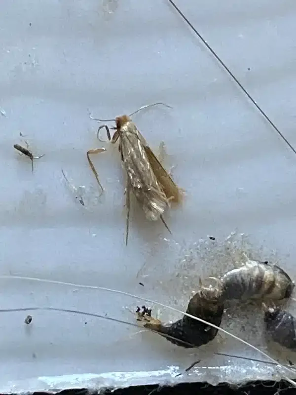 Clothes Moth vs Pantry Moth: Key Differences Explained