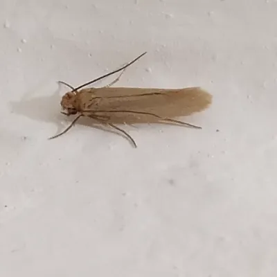 Close-up of a clothes moth showing its golden-tan wings and distinctive appearance