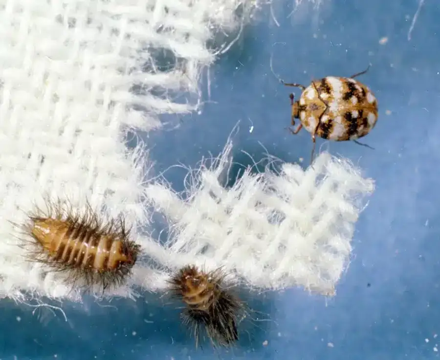 Clothes moth larvae and adult beetle on fabric