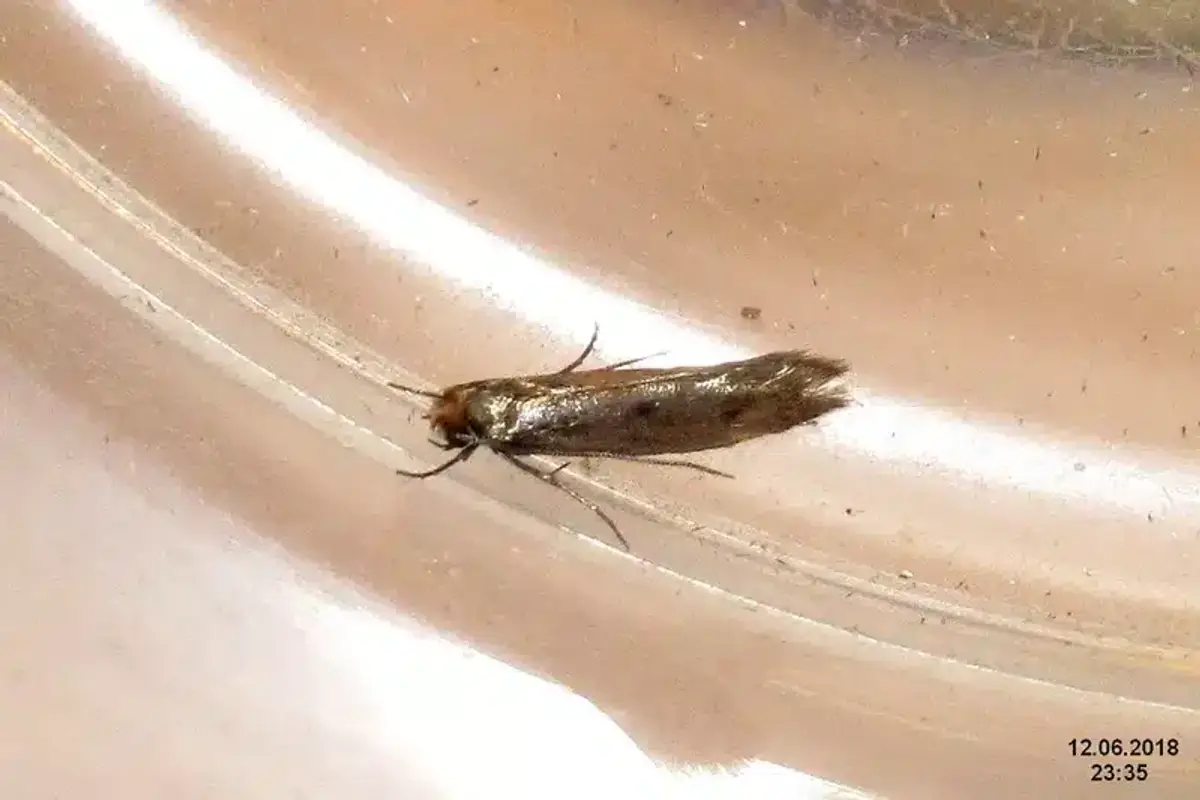 [Clothes moth](/pests/moths/clothes-moths/) resting on a surface