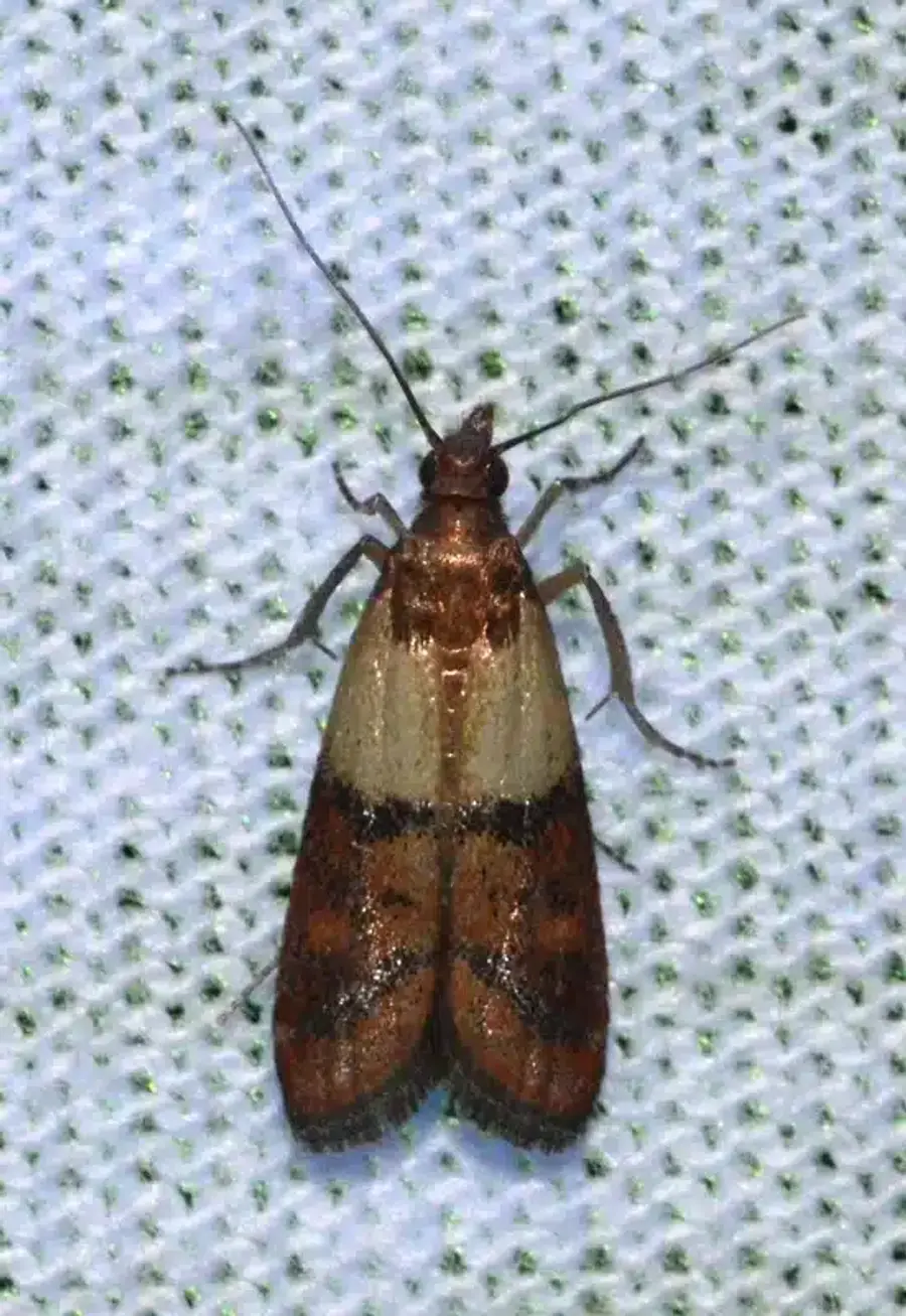Clothes moth on white background for comparison