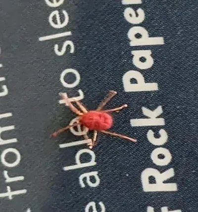 Close-up of a clover mite showing its reddish-brown coloring and distinctive long front legs