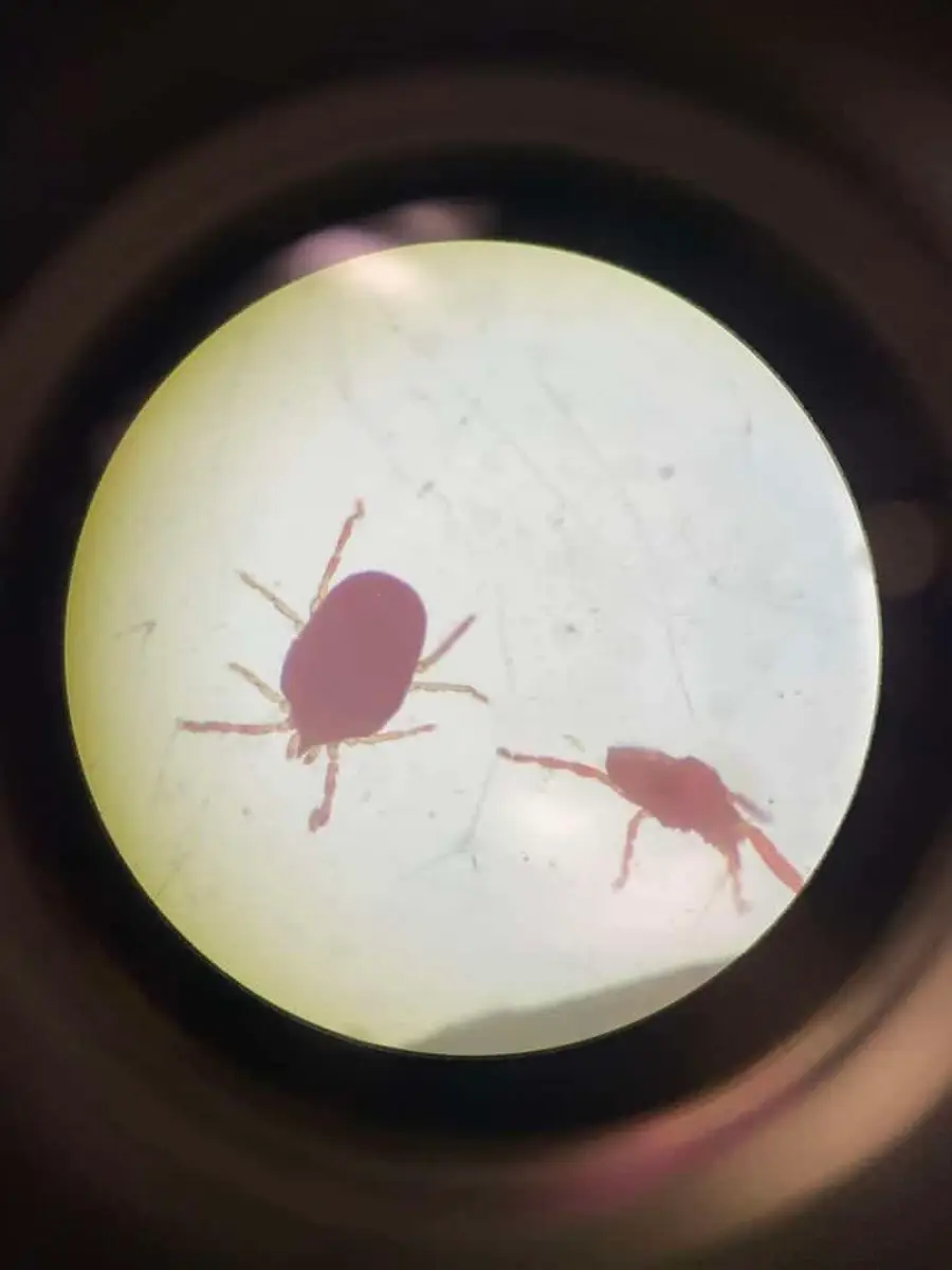 Two clover mites under a microscope showing the elongated first pair of legs held out in front of the body