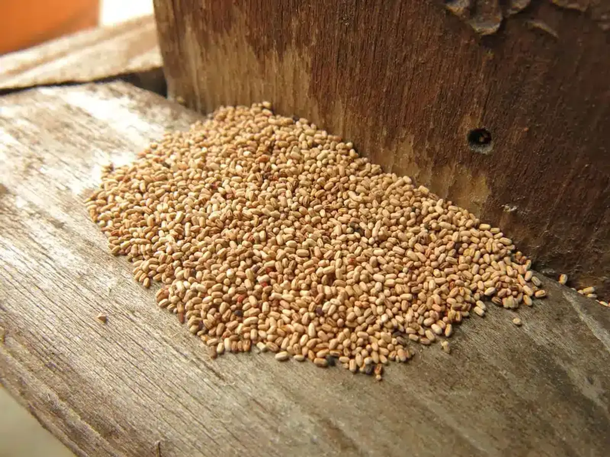 Seeds scattered on a wooden surface