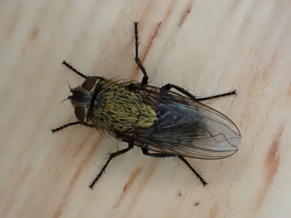 Close-up of a cluster fly showing its distinctive golden hairs on the thorax