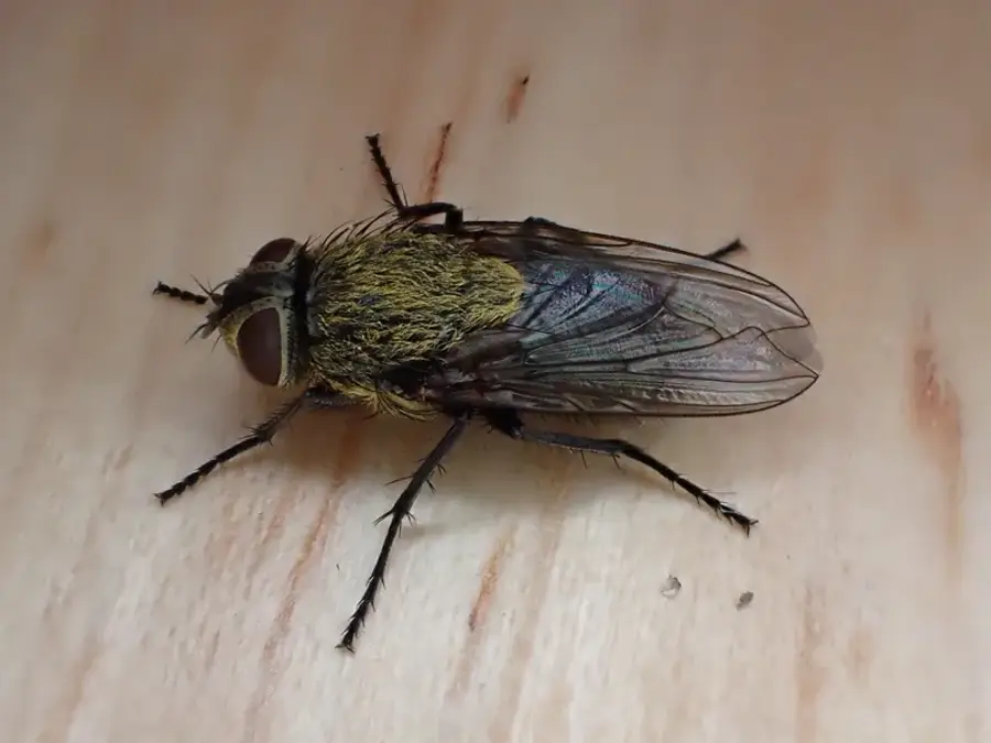 Cluster fly from above showing golden-yellow hairs on thorax and overlapping wings