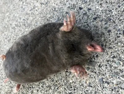 Coast Mole