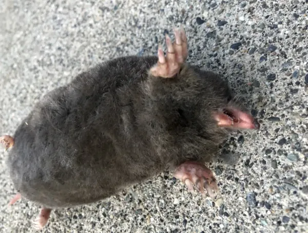 Close-up of a coast mole showing its velvety dark fur, pointed snout, and broad front digging paws