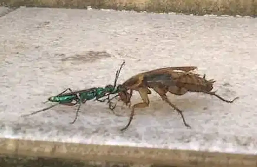 Cockroach with green parasitic wasp