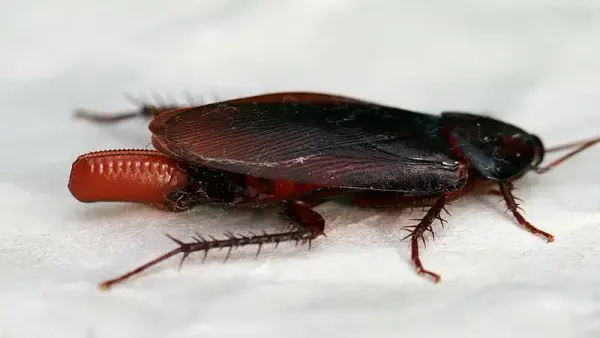 Small Roaches Explained: Dubia & Other Nymph Identification