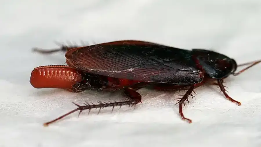 Close-up of a cockroach.