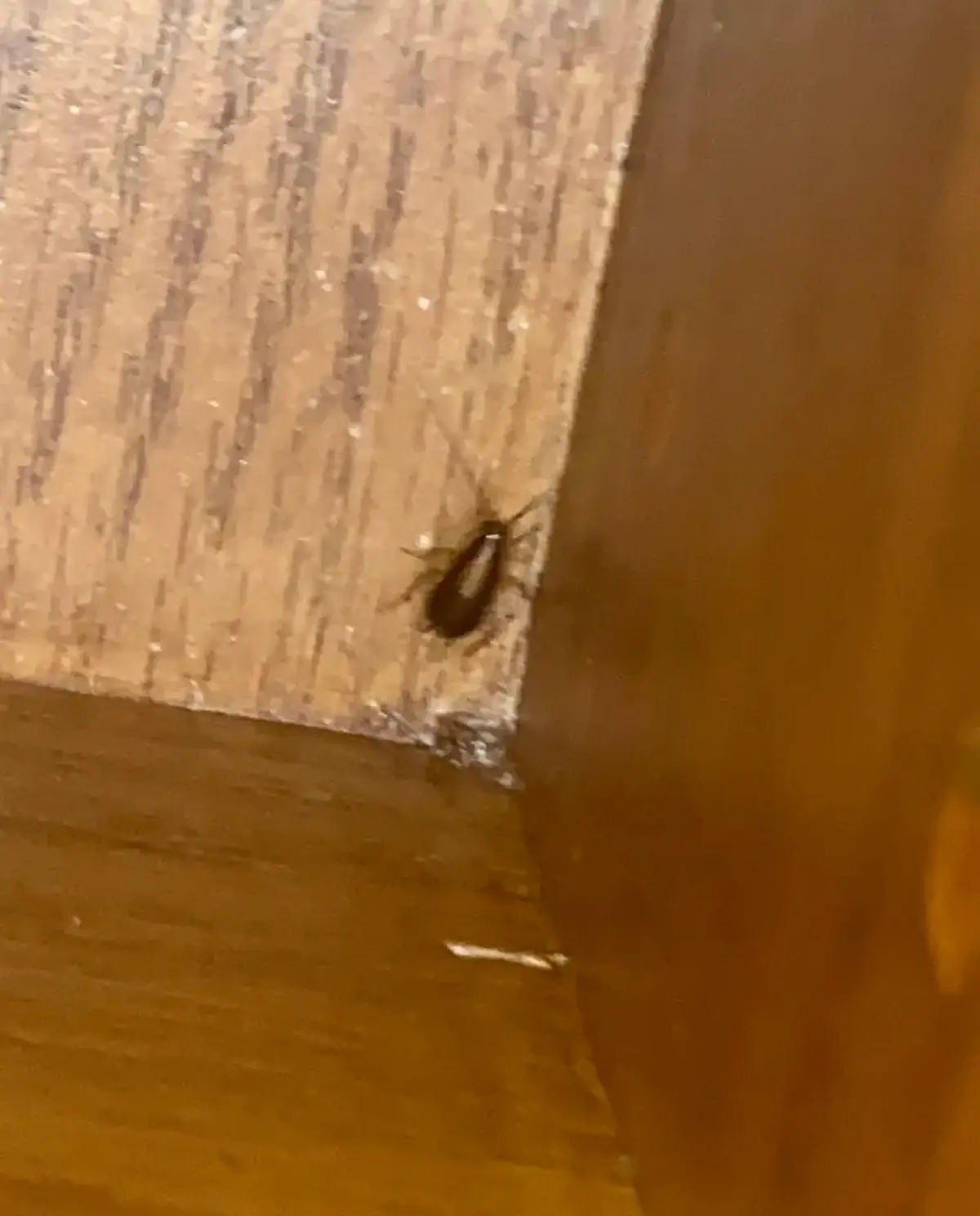 A cockroach hiding in a dark corner of wooden cabinetry