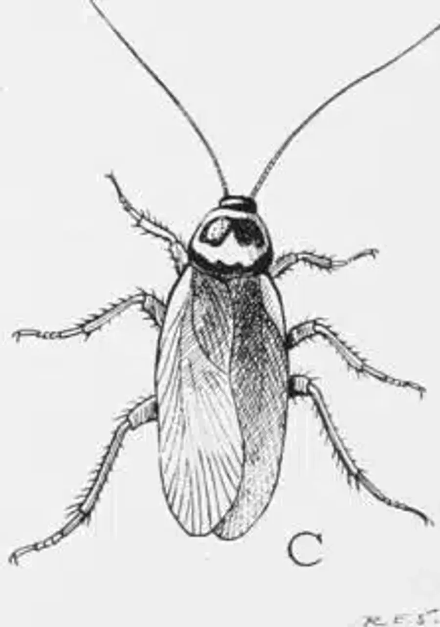 Illustration of a cockroach