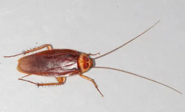 Big Roaches in Virginia: Identifying Cockroach Species & Control