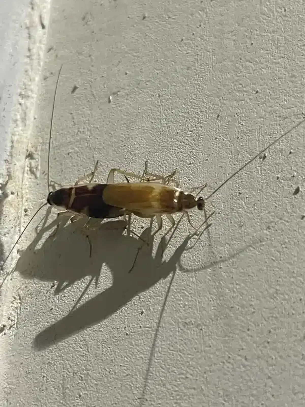 Cockroach mating pair demonstrating reproduction behavior