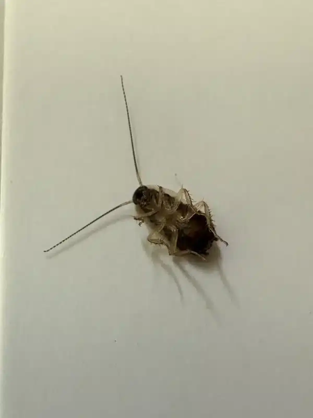 Dead cockroach on white background