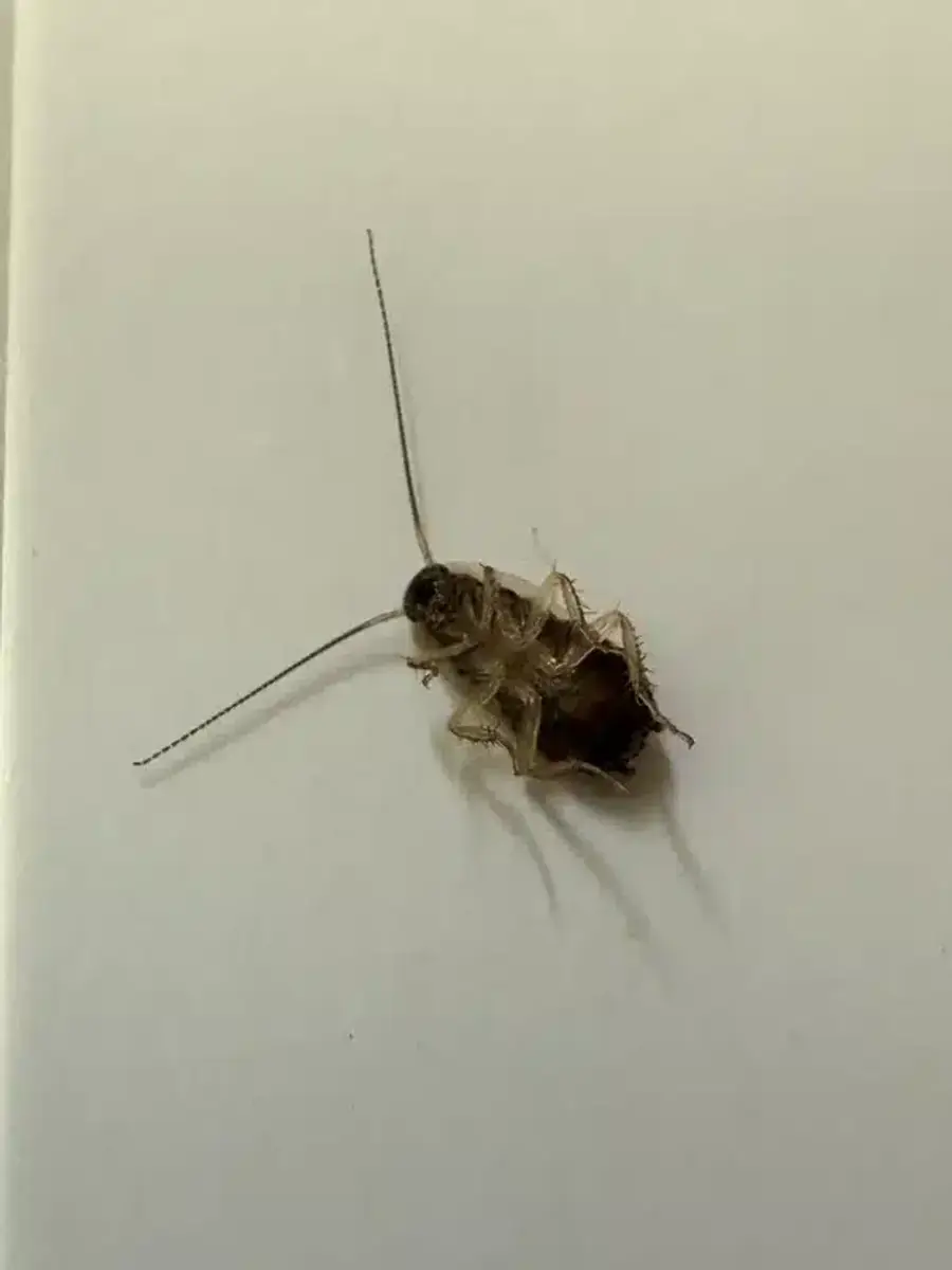 Wingless cockroach nymph with a translucent body