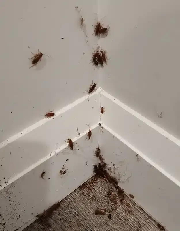 Cluster of baby cockroach nymphs in a corner showing active infestation