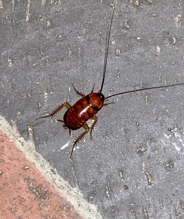 How To Get Rid Of Palmetto Bugs: Identification & Treatment