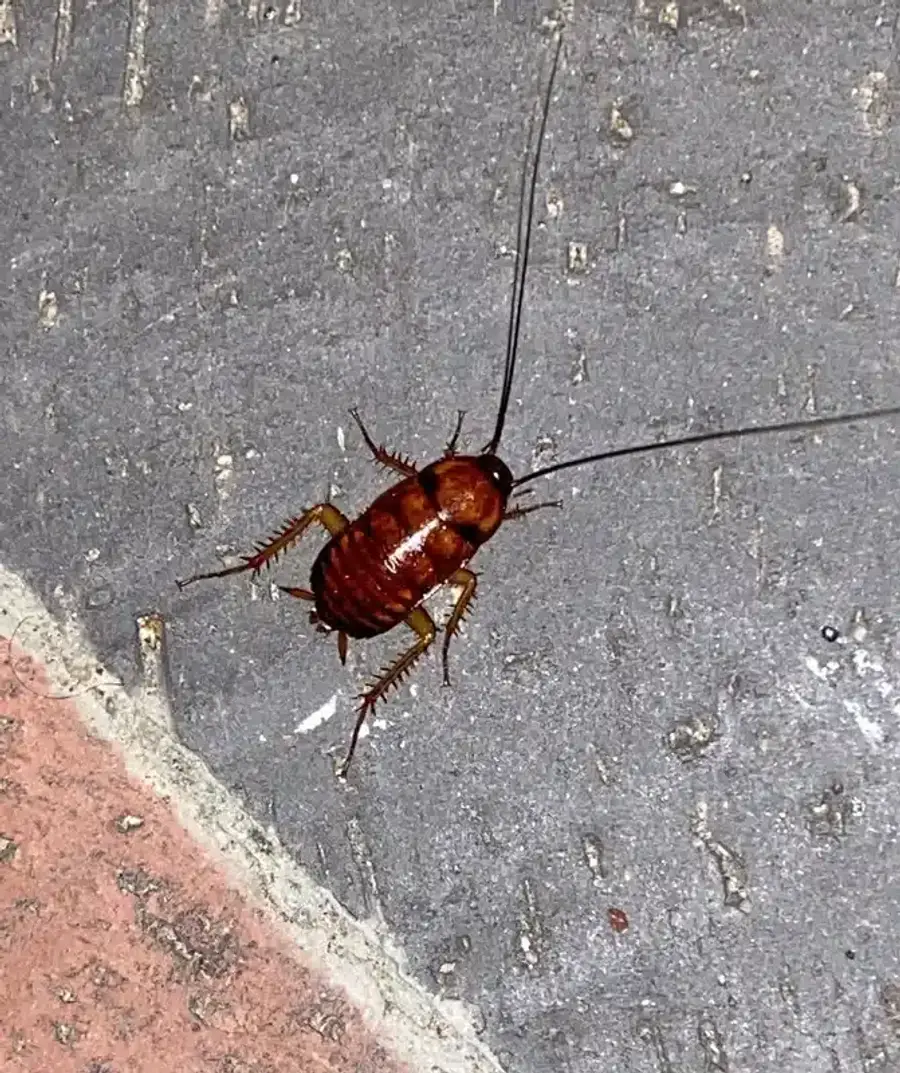 Detailed image of a cockroach nymph on pavement