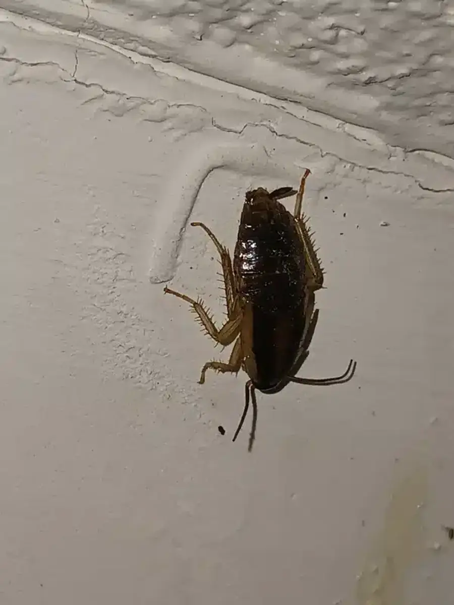 Cockroach nymph on an indoor wall hiding spot