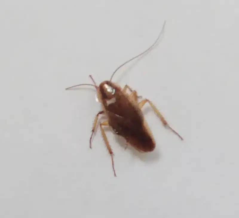 Single cockroach nymph on a white background for clear identification