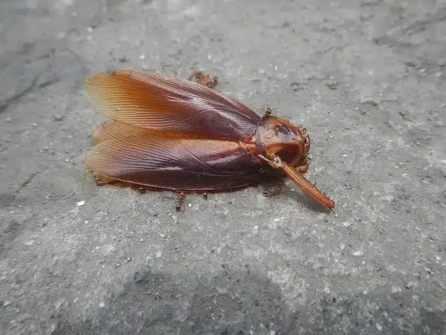 Cockroach on a concrete surface near a building foundation